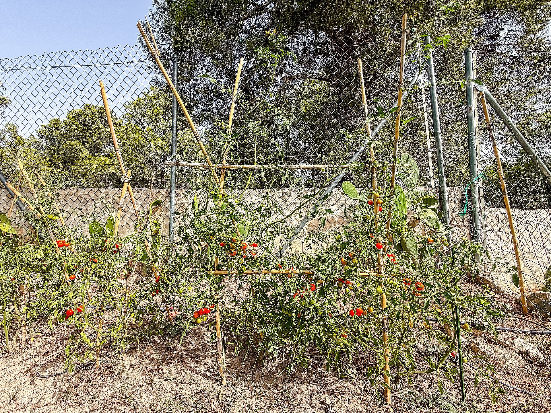 Resale - 2 Bedroom 1 Bathroom Finca in Castalla -  - Alicante