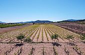 Land in Pinoso