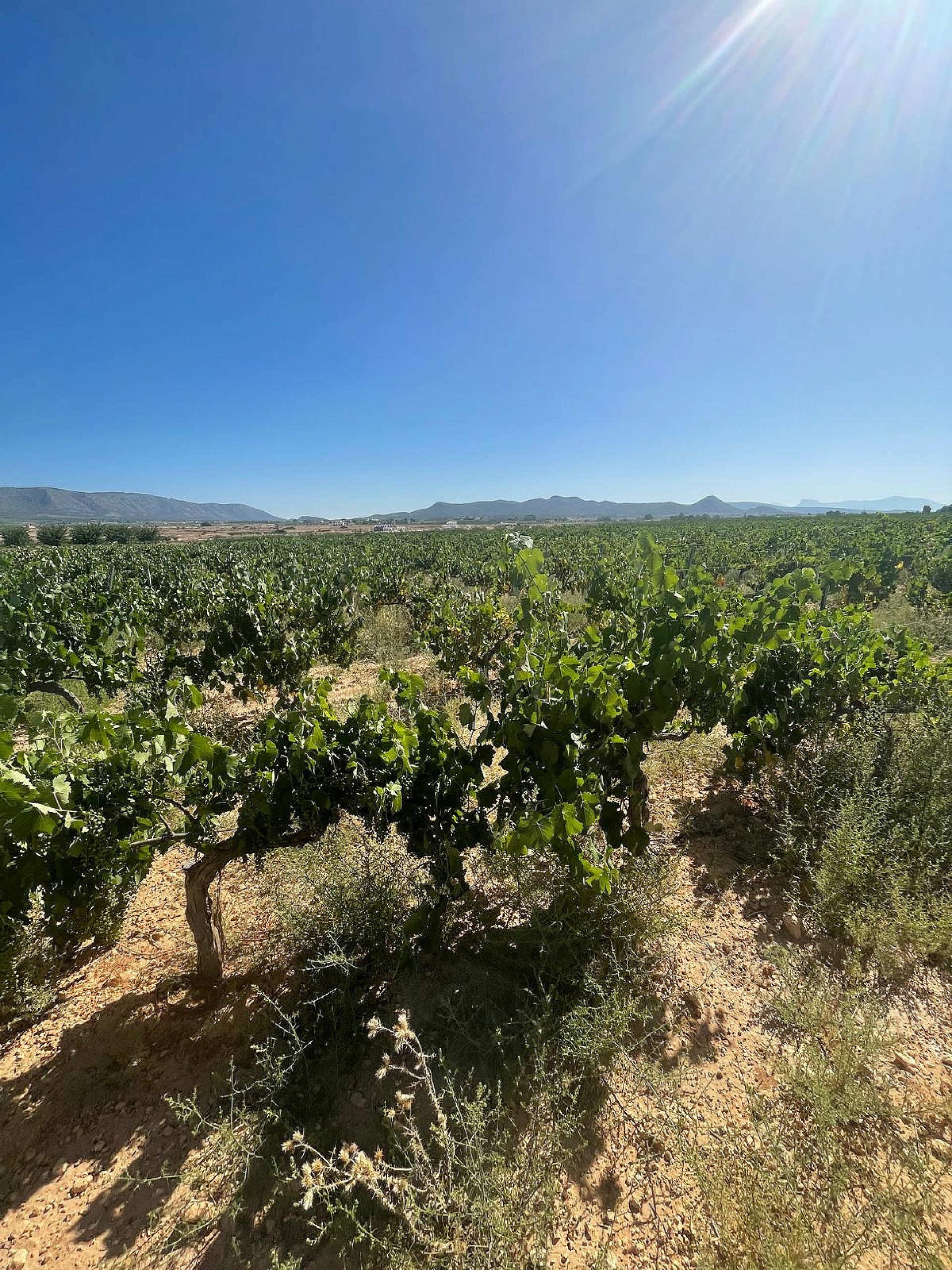 Resale - Land in Pinoso -  - Alicante