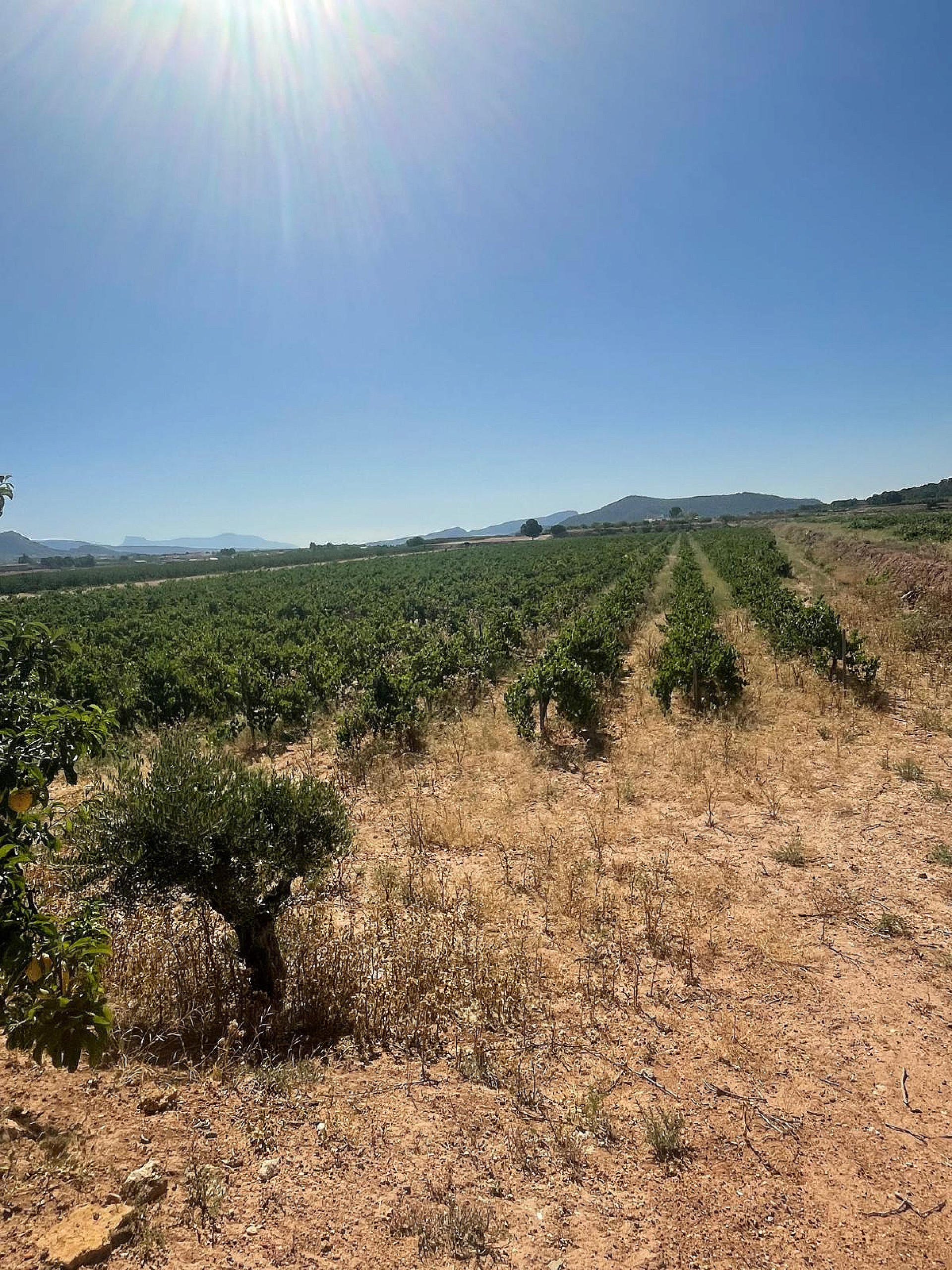 Resale - Land in Pinoso -  - Alicante