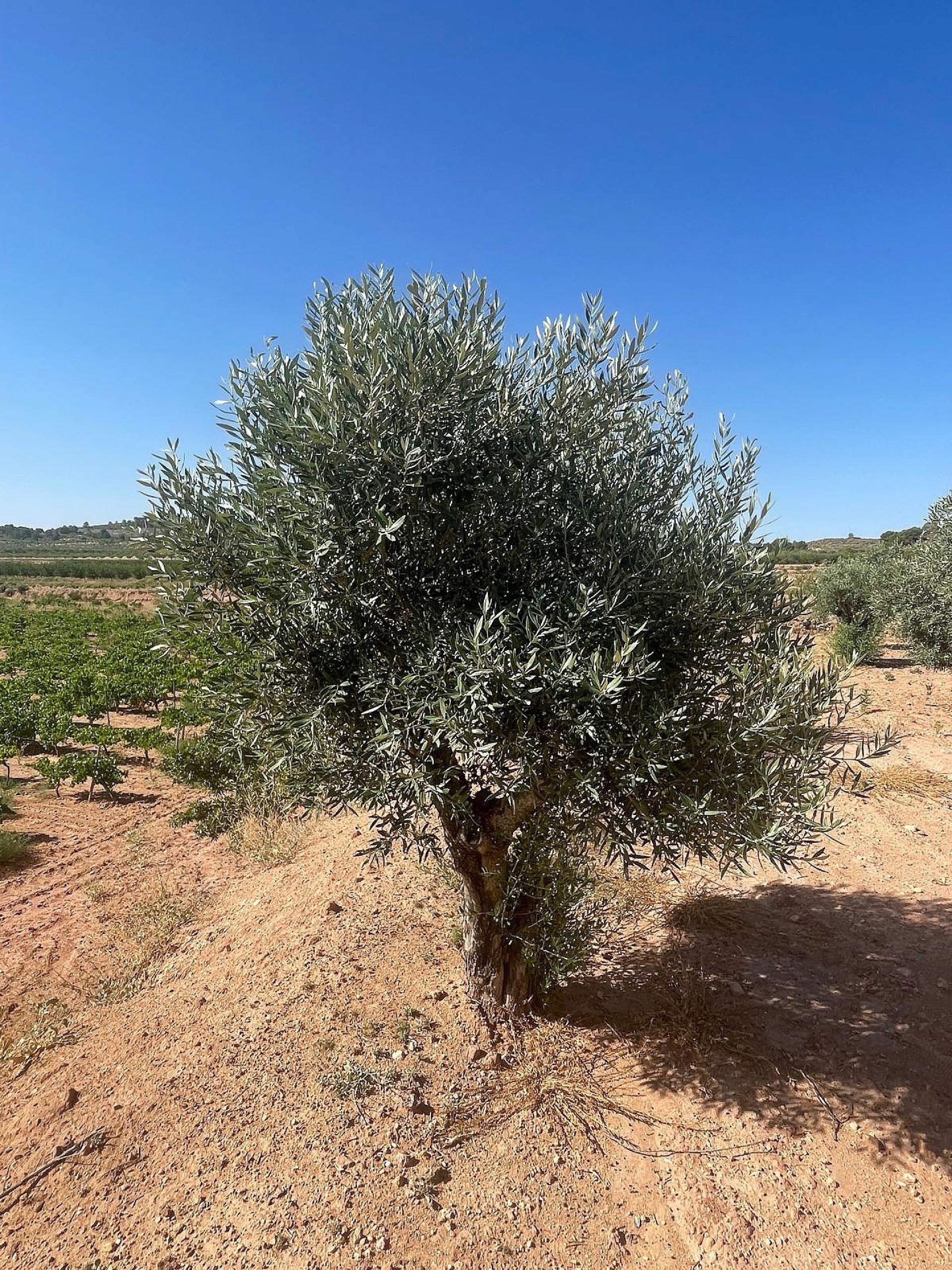 Resale - Land in Pinoso -  - Alicante