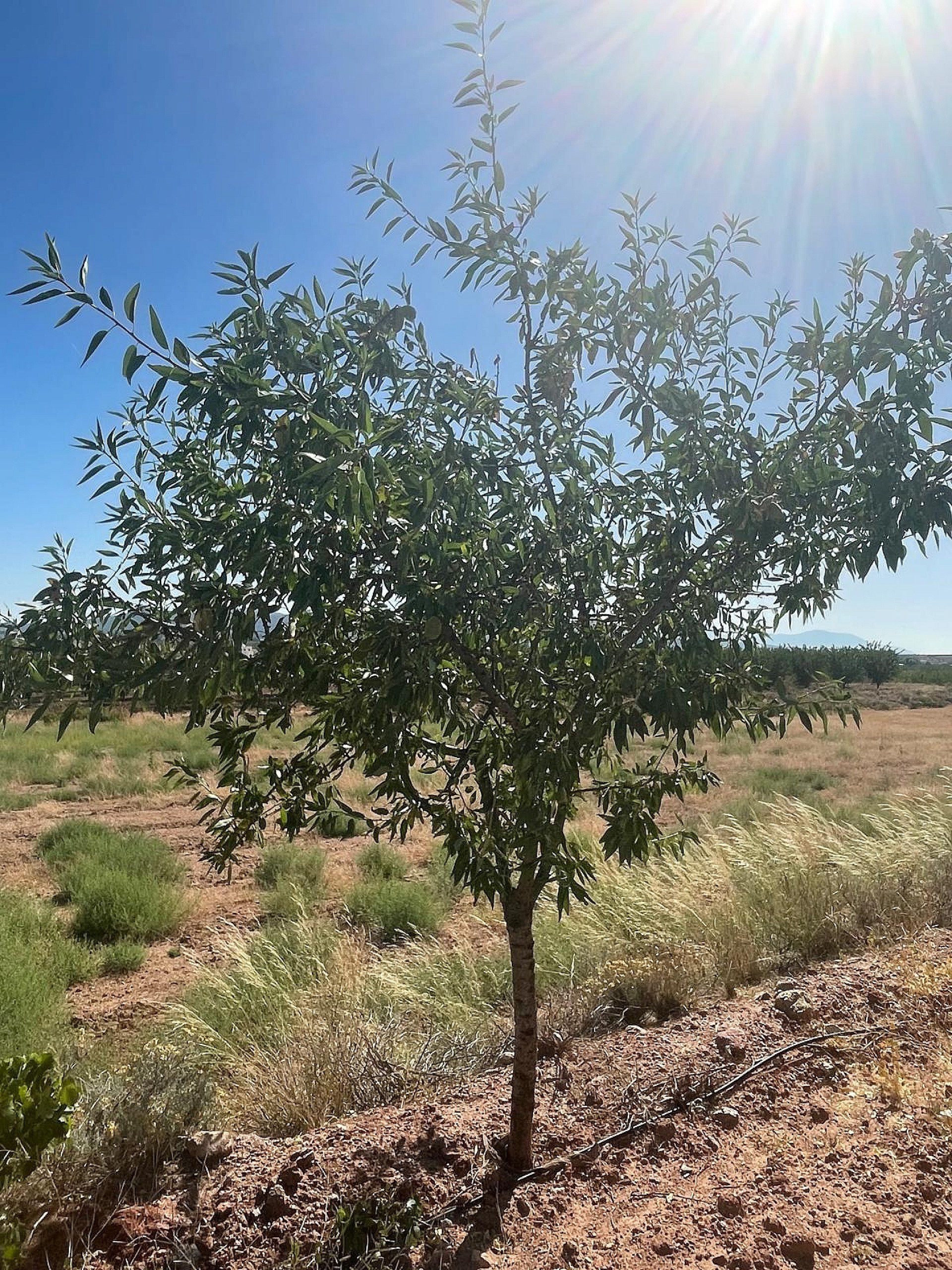 Resale - Land in Pinoso -  - Alicante