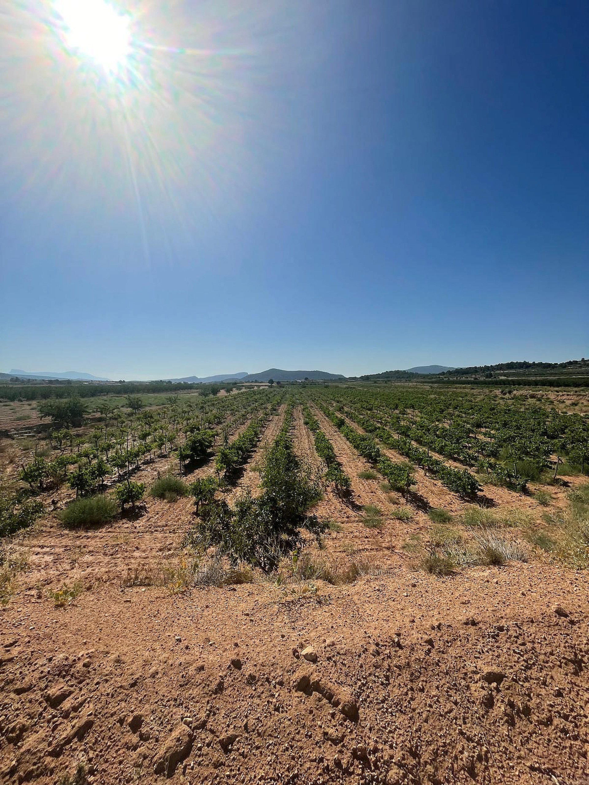 Resale - Land in Pinoso -  - Alicante