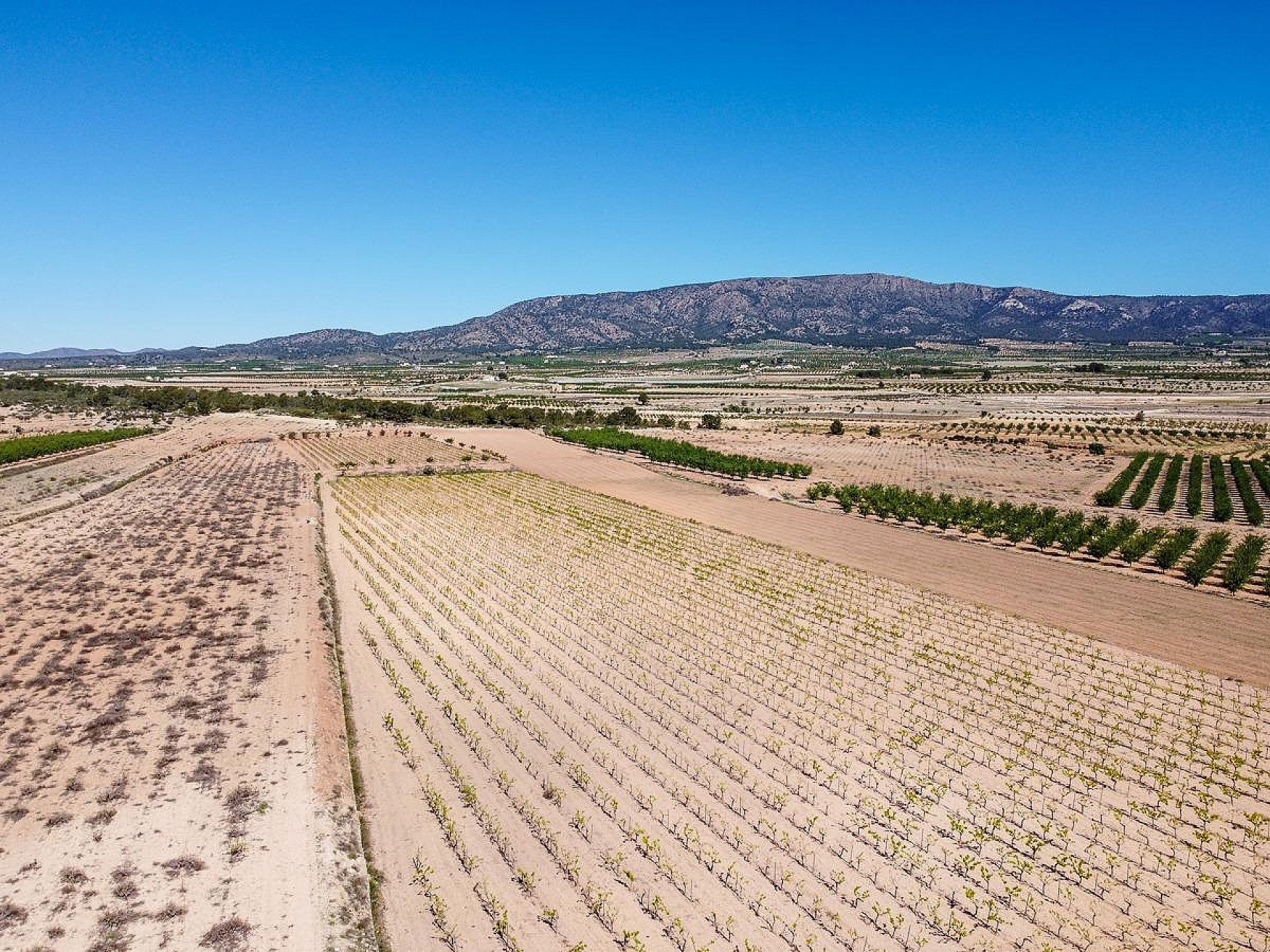 Resale - Land in Pinoso -  - Alicante