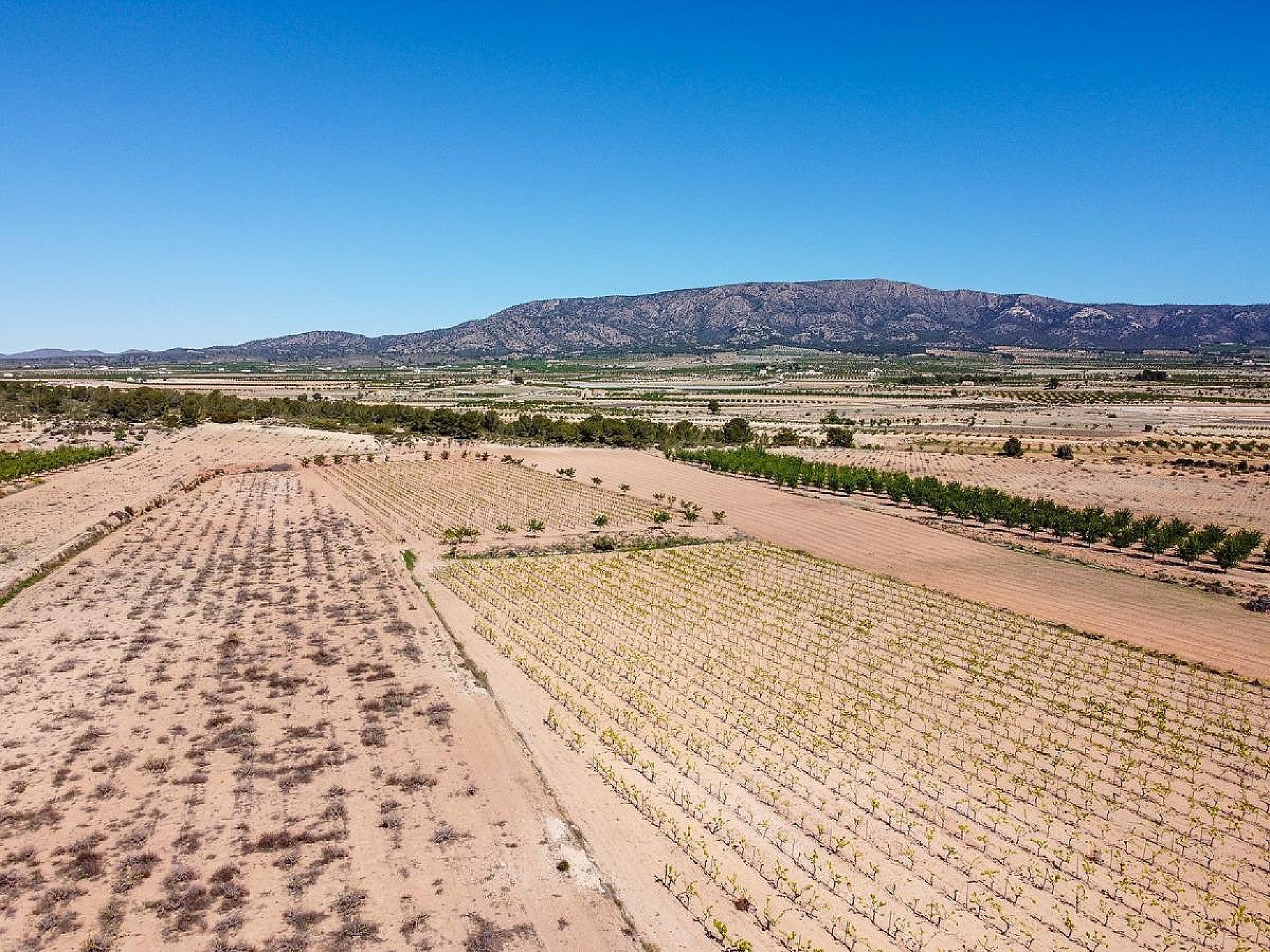 Resale - Land in Pinoso -  - Alicante
