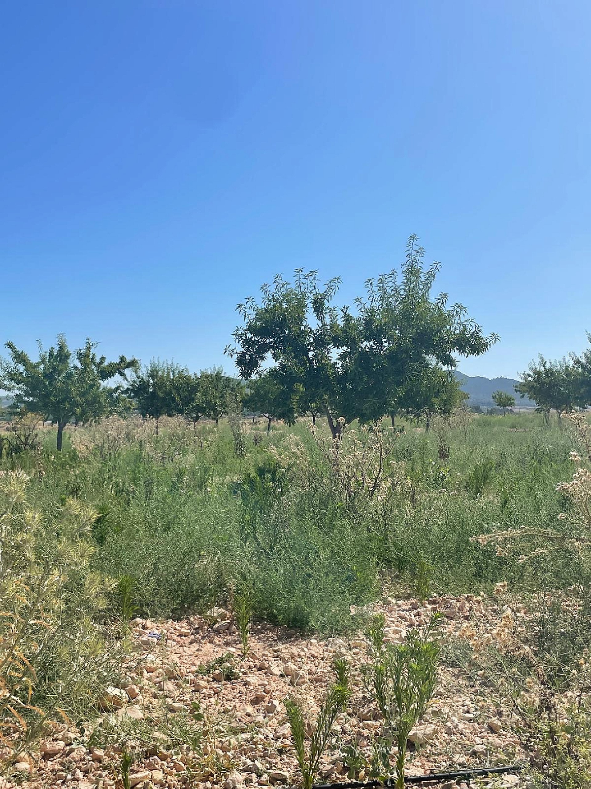 Resale - Land in Pinoso -  - Alicante