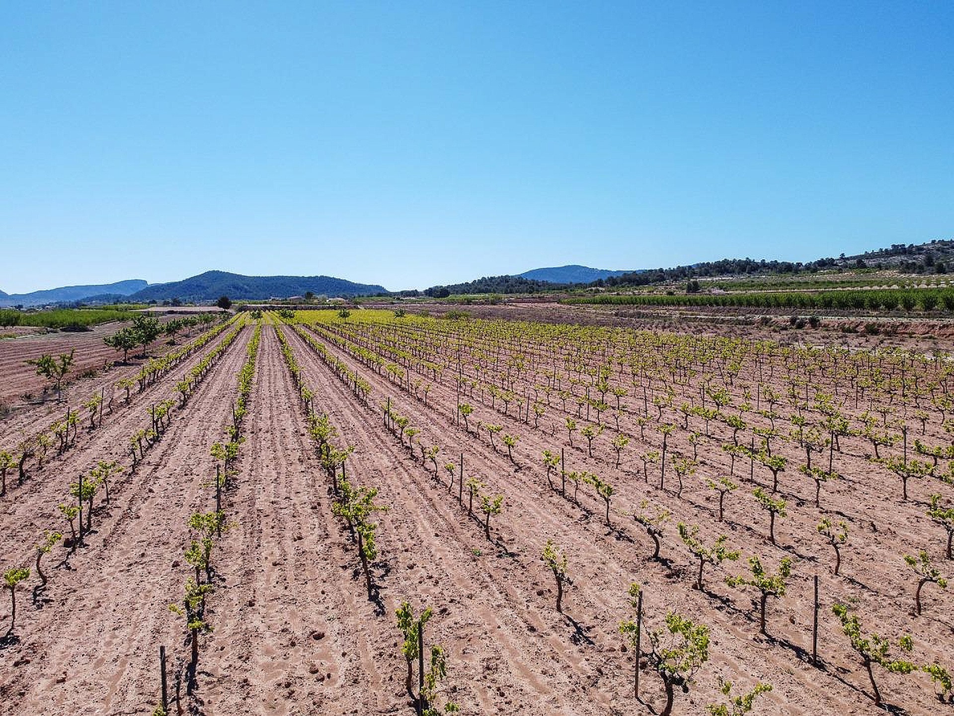 Resale - Land in Pinoso -  - Alicante