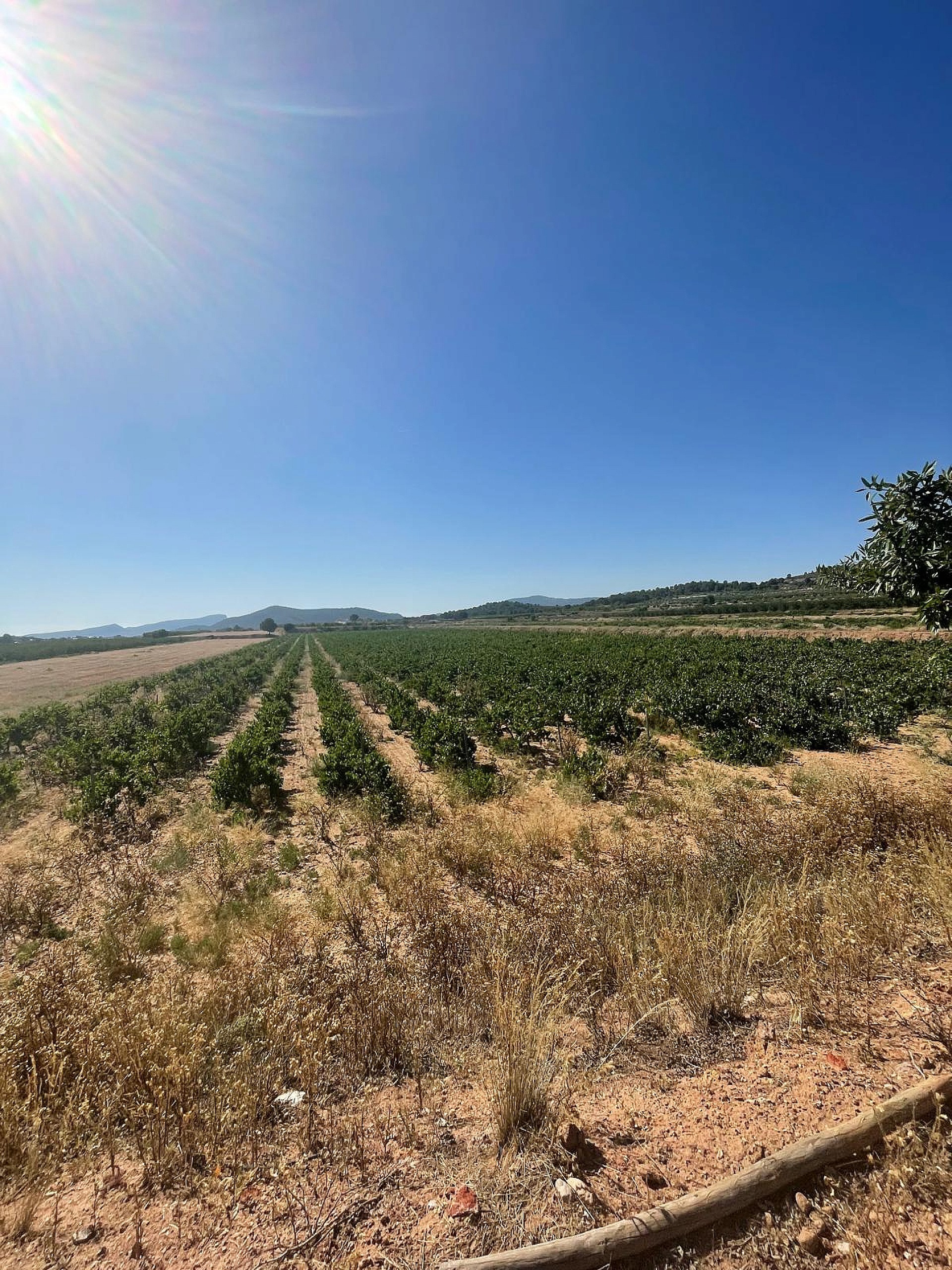 Resale - Land in Pinoso -  - Alicante