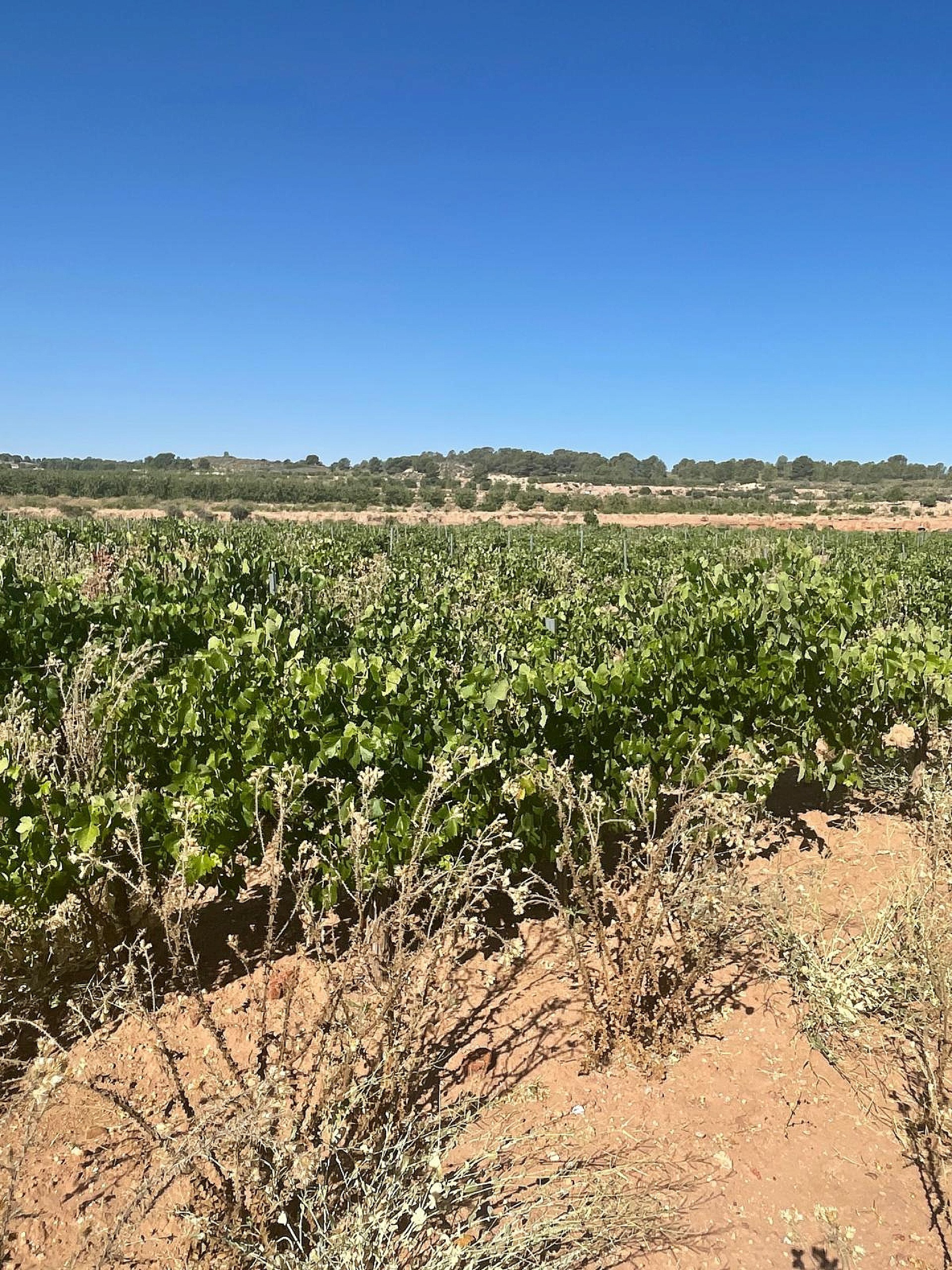 Resale - Land in Pinoso -  - Alicante