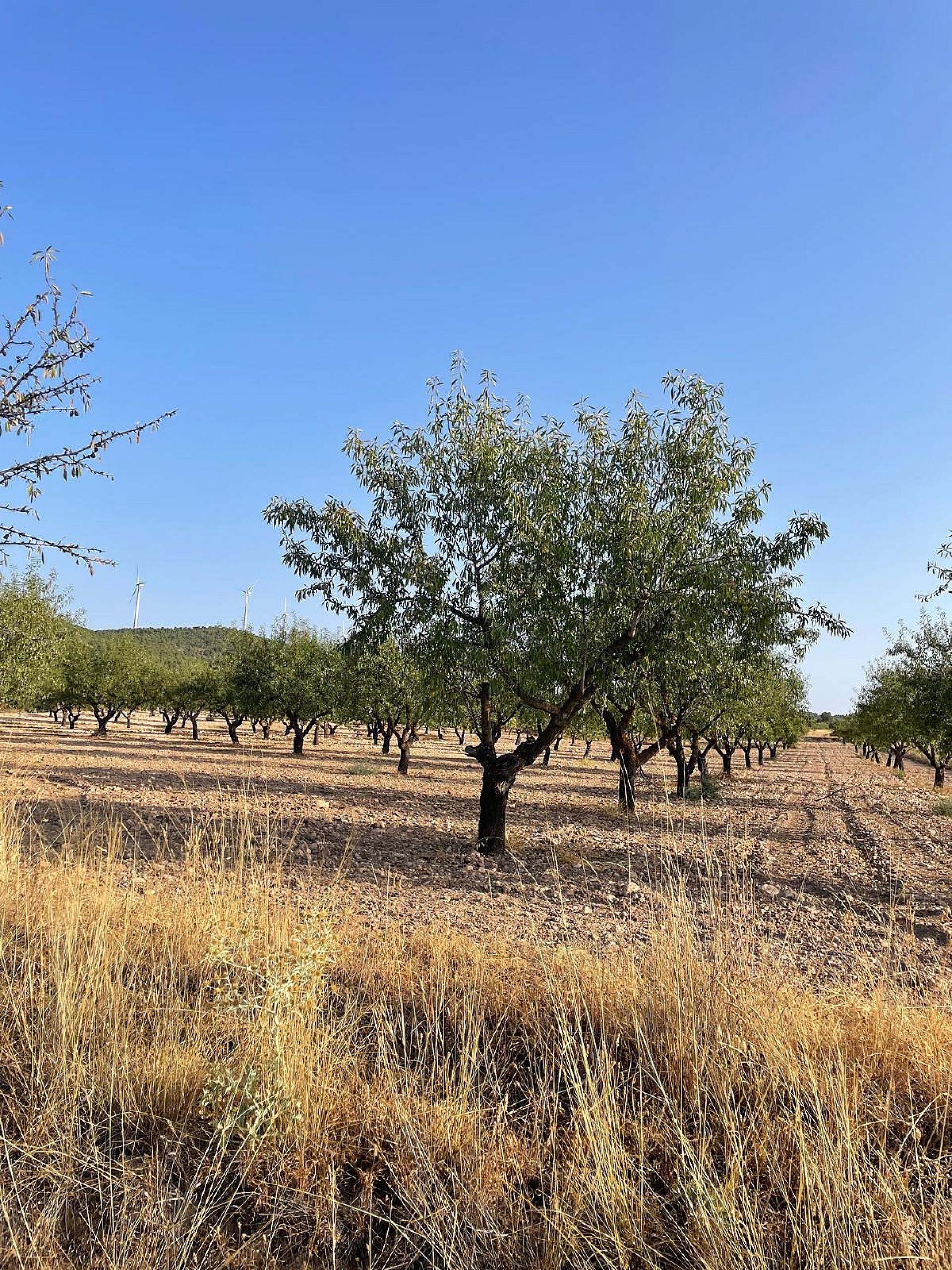 Resale - 4 Bedroom 1 Bathroom Country house in Yecla - , Yecla, Murcia, Spain - Murcia